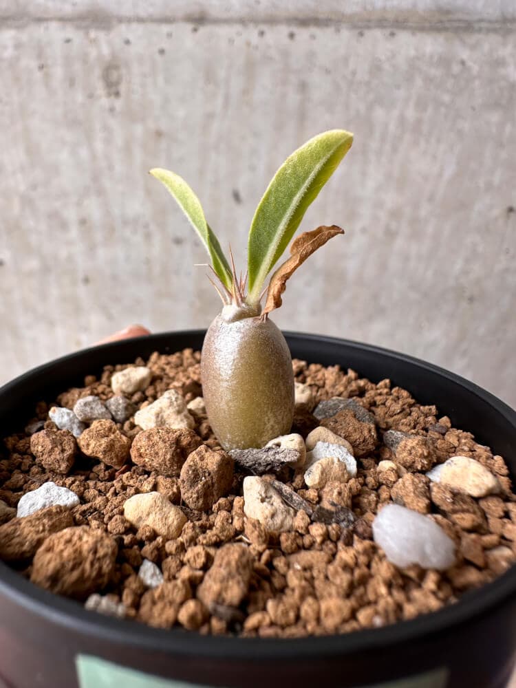 【現品限り】パキポディウム・レアリー【B32】 Pachypodium lealii