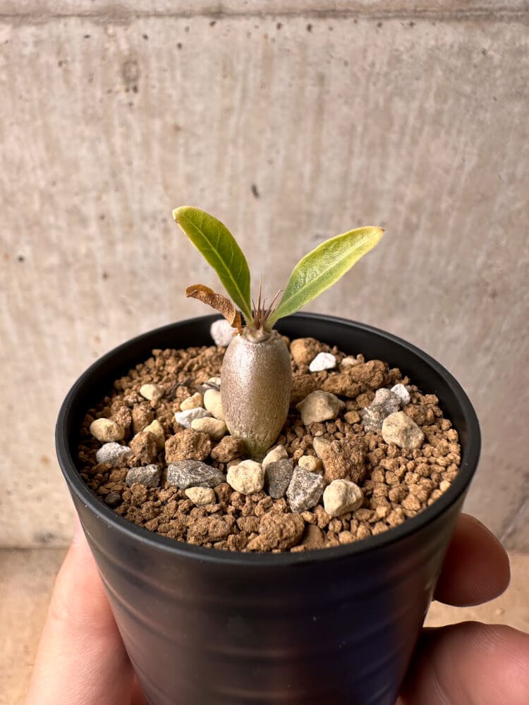 【現品限り】パキポディウム・レアリー【B32】 Pachypodium lealii