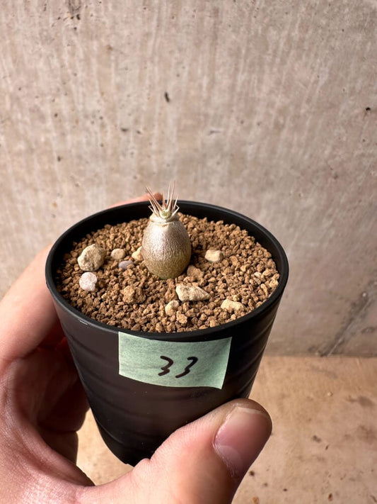 【現品限り】パキポディウム・レアリー【B33】 Pachypodium lealii