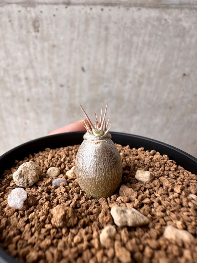 【現品限り】パキポディウム・レアリー【B33】 Pachypodium lealii