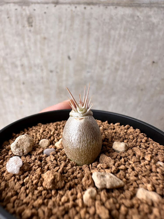 【現品限り】パキポディウム・レアリー【B33】 Pachypodium lealii