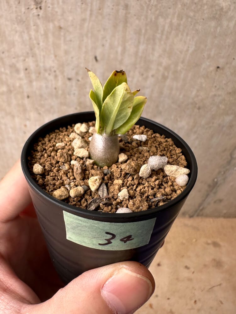 【現品限り】パキポディウム・レアリー【B34】 Pachypodium lealii