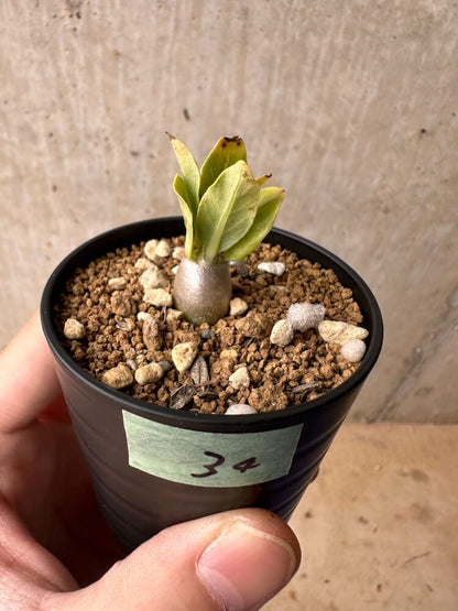 【現品限り】パキポディウム・レアリー【B34】 Pachypodium lealii