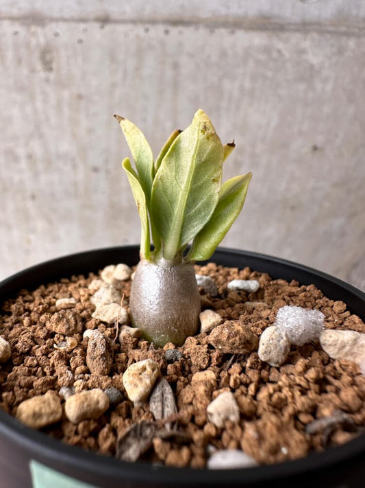 【現品限り】パキポディウム・レアリー【B34】 Pachypodium lealii