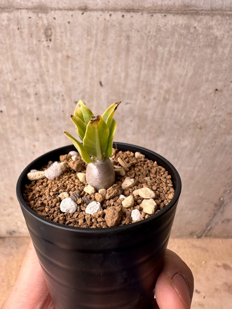 【現品限り】パキポディウム・レアリー【B34】 Pachypodium lealii