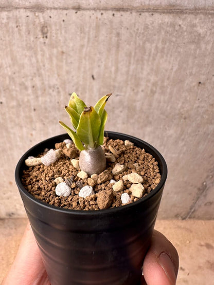 【現品限り】パキポディウム・レアリー【B34】 Pachypodium lealii