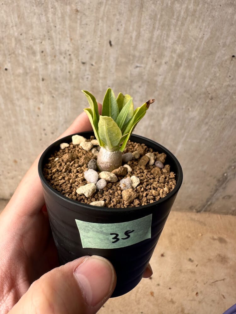 【現品限り】パキポディウム・レアリー【B35】 Pachypodium lealii