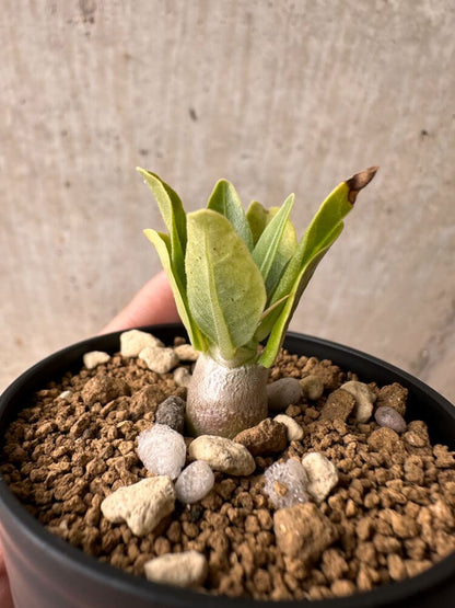 【現品限り】パキポディウム・レアリー【B35】 Pachypodium lealii