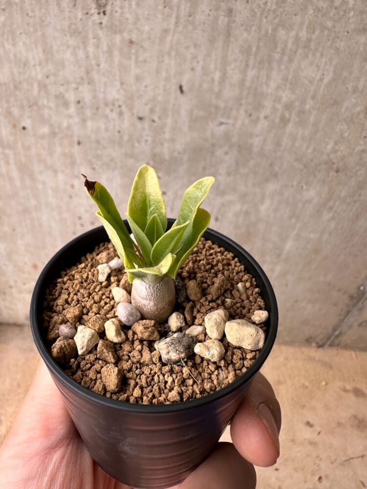 【現品限り】パキポディウム・レアリー【B35】 Pachypodium lealii