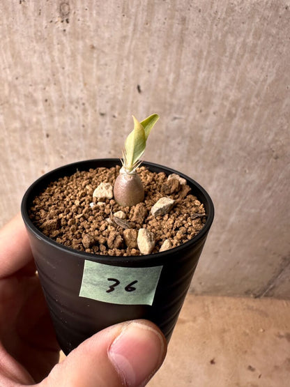 【現品限り】パキポディウム・レアリー【B36】 Pachypodium lealii