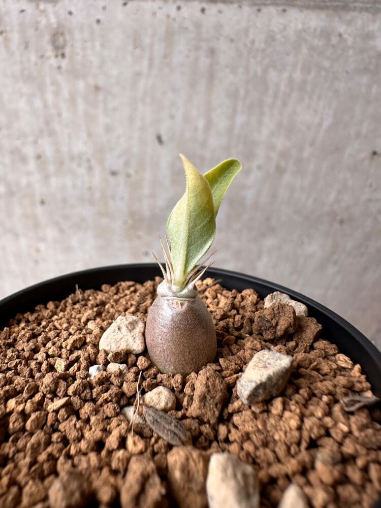 【現品限り】パキポディウム・レアリー【B36】 Pachypodium lealii