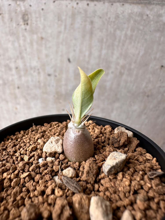 【現品限り】パキポディウム・レアリー【B36】 Pachypodium lealii
