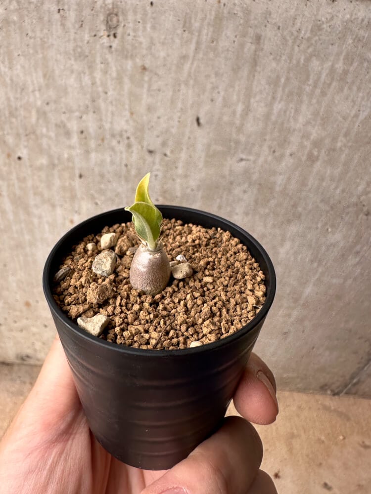 【現品限り】パキポディウム・レアリー【B36】 Pachypodium lealii