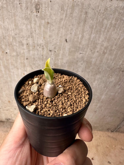 【現品限り】パキポディウム・レアリー【B36】 Pachypodium lealii