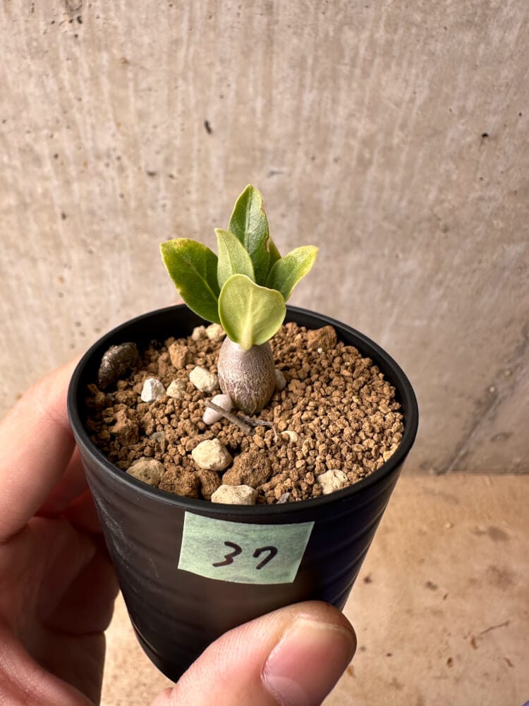 【現品限り】パキポディウム・レアリー【B37】 Pachypodium lealii