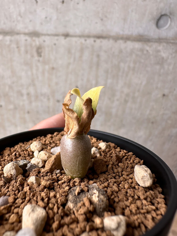 【現品限り】パキポディウム・レアリー【B38】 Pachypodium lealii