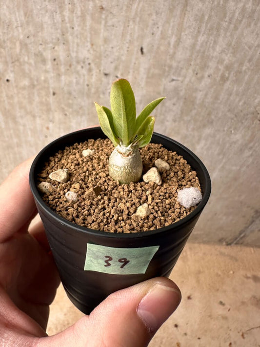 【現品限り】パキポディウム・レアリー【B39】 Pachypodium lealii