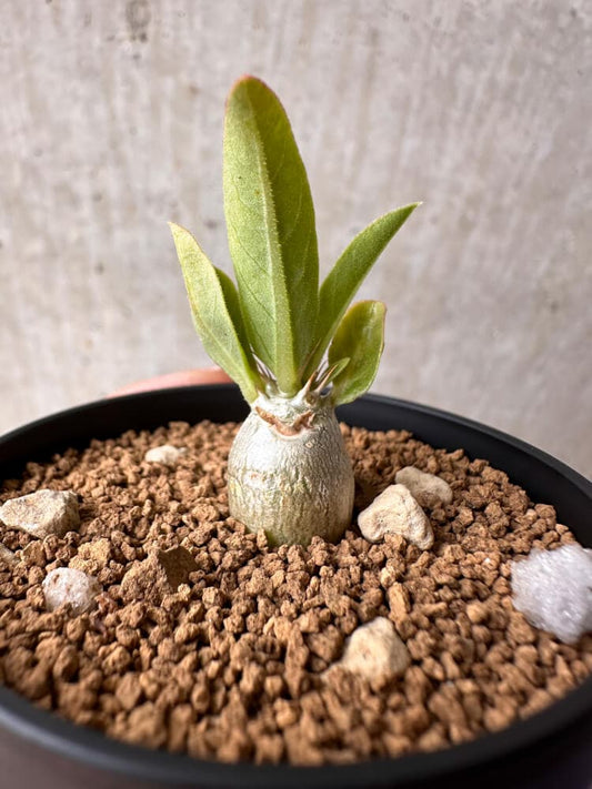 【現品限り】パキポディウム・レアリー【B39】 Pachypodium lealii