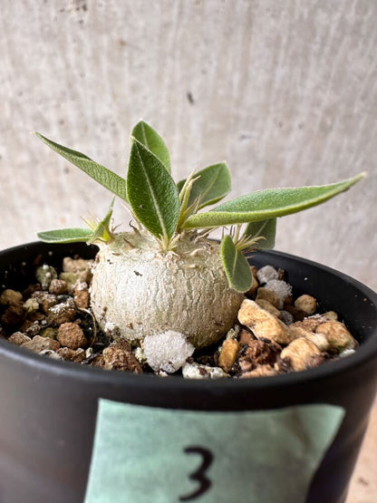 【現品限り】パキポディウム・エニグマチカム【B3】 Pachypodium enigmaticum