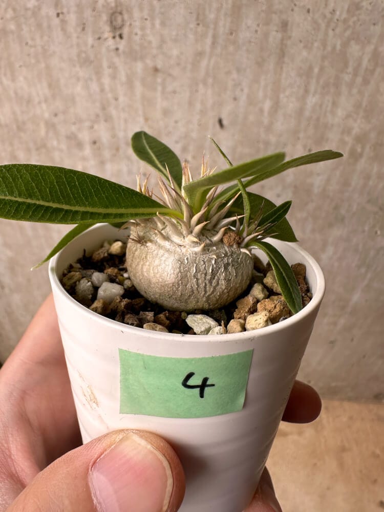 【現品限り】パキポディウム・エニグマチカム【B4】 Pachypodium enigmaticum