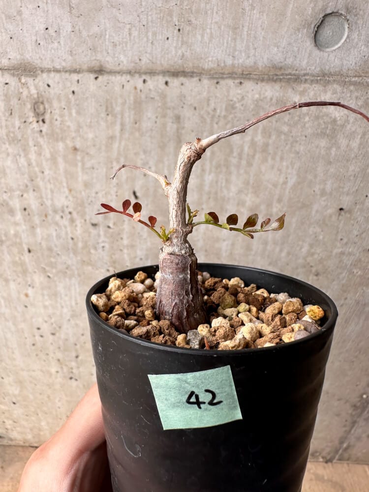 【現品限り】オペルクリカリア・パキプス 根挿し【B42】 Operculicarya pachypus