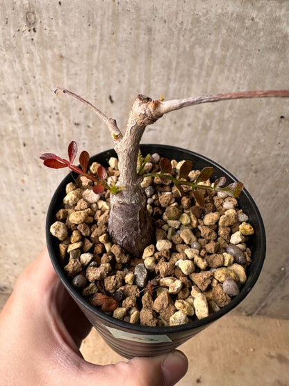 【現品限り】オペルクリカリア・パキプス 根挿し【B42】 Operculicarya pachypus