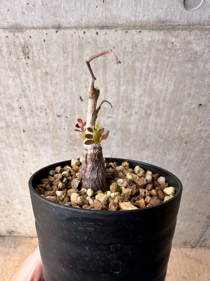 【現品限り】オペルクリカリア・パキプス 根挿し【B42】 Operculicarya pachypus