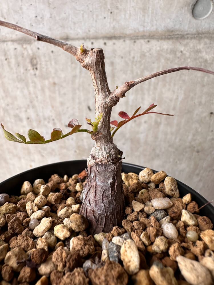 【現品限り】オペルクリカリア・パキプス 根挿し【B42】 Operculicarya pachypus