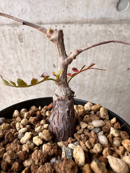 【現品限り】オペルクリカリア・パキプス 根挿し【B42】 Operculicarya pachypus