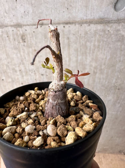 【現品限り】オペルクリカリア・パキプス 根挿し【B42】 Operculicarya pachypus