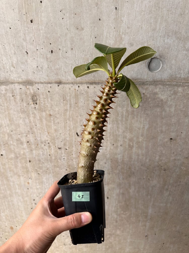 現品限り】パキポディウム・バロニー 実生【B45】 Pachypodium baronii