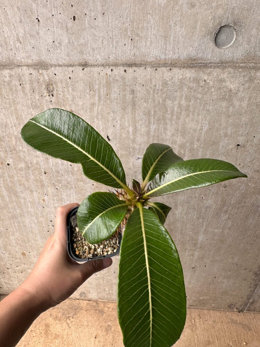 【現品限り】パキポディウム・バロニー 実生【B45】 Pachypodium baronii