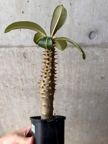 【現品限り】パキポディウム・バロニー 実生【B45】 Pachypodium baronii