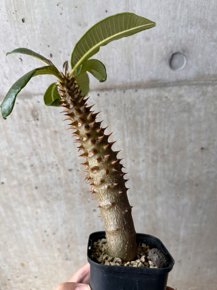 【現品限り】パキポディウム・バロニー 実生【B45】 Pachypodium baronii
