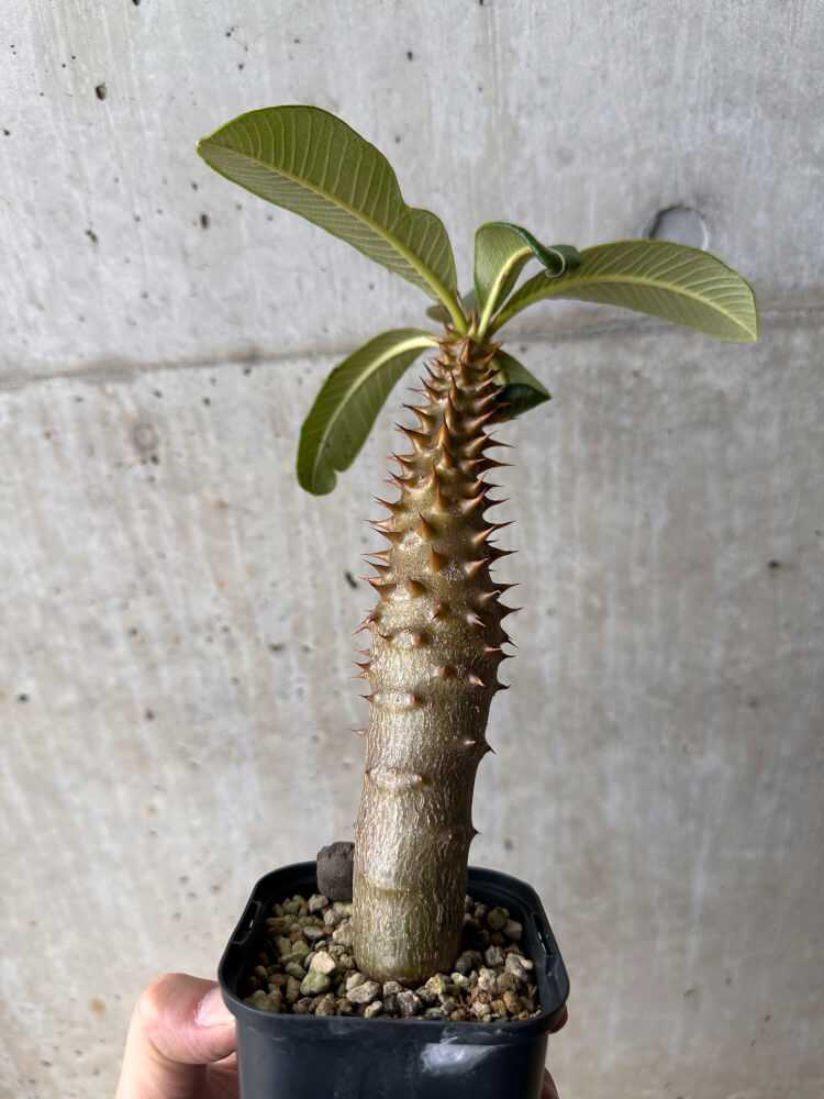 【現品限り】パキポディウム・バロニー 実生【B45】 Pachypodium baronii
