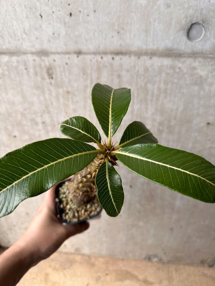 【現品限り】パキポディウム・バロニー 実生【B46】 Pachypodium baronii