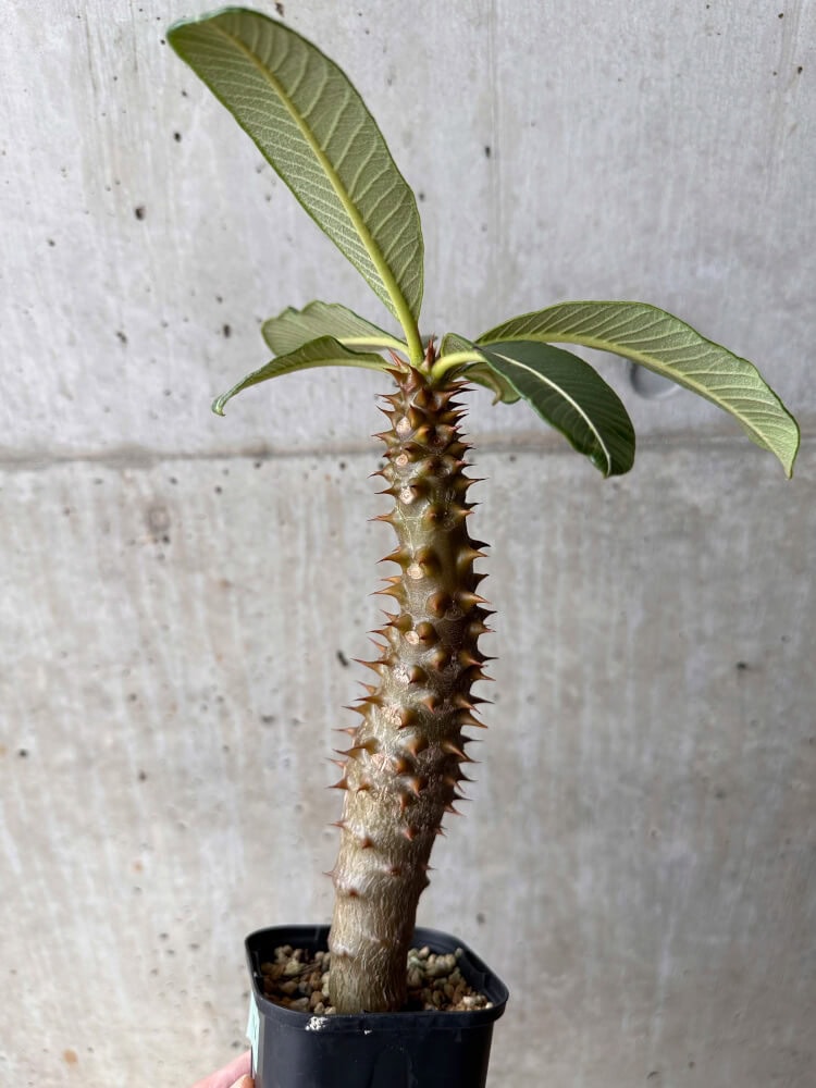 【現品限り】パキポディウム・バロニー 実生【B46】 Pachypodium baronii
