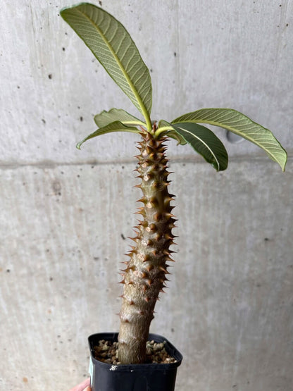【現品限り】パキポディウム・バロニー 実生【B46】 Pachypodium baronii