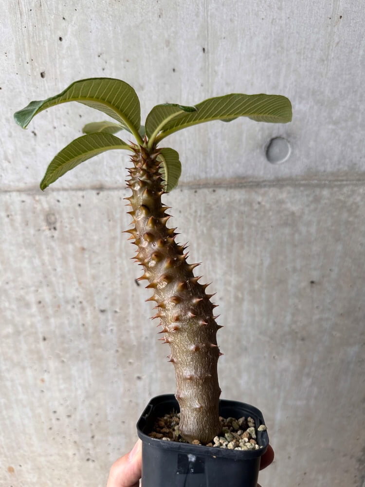 【現品限り】パキポディウム・バロニー 実生【B46】 Pachypodium baronii