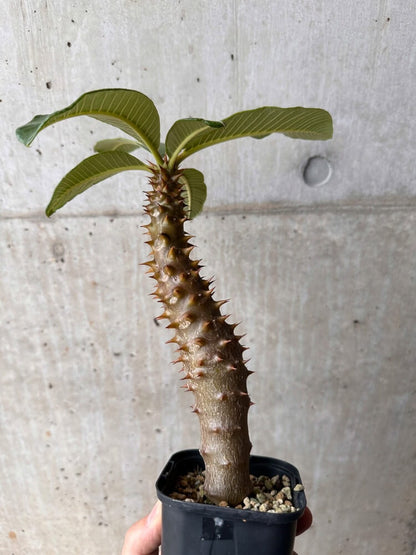 【現品限り】パキポディウム・バロニー 実生【B46】 Pachypodium baronii
