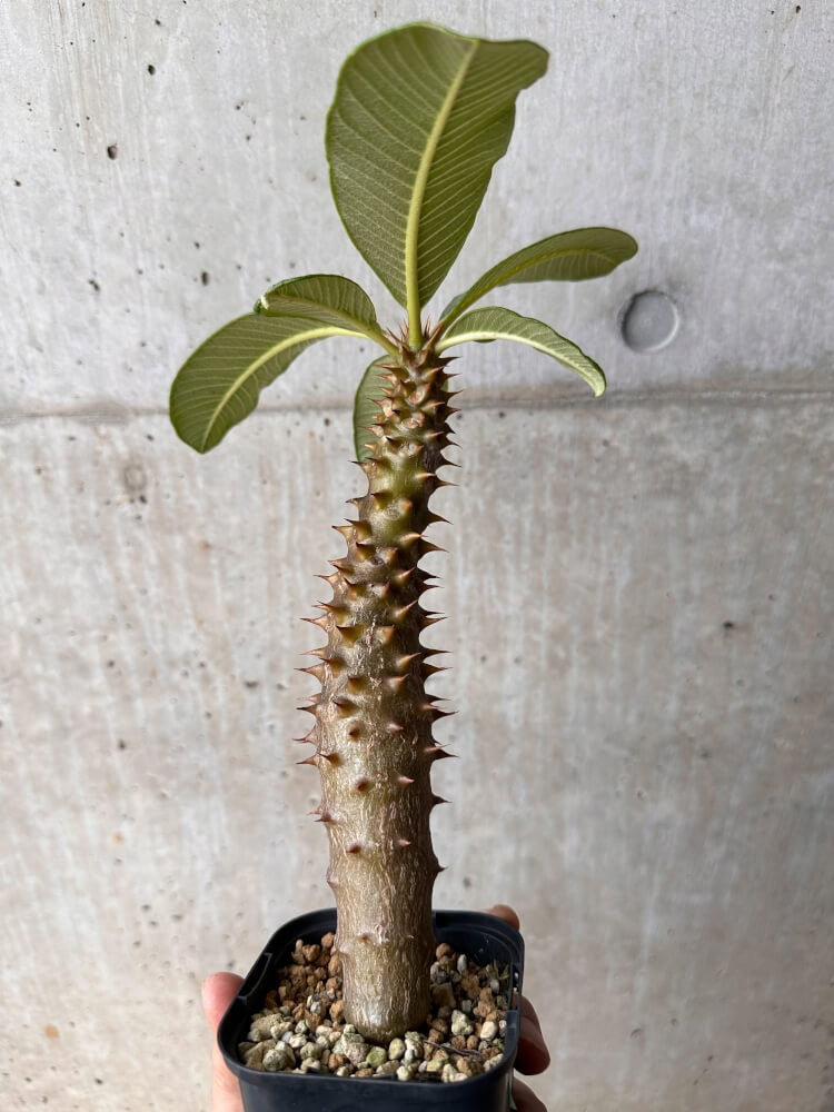 観葉植物 【現品】パキポディウム・バロニー 7号 Pachypodium baronii M6番