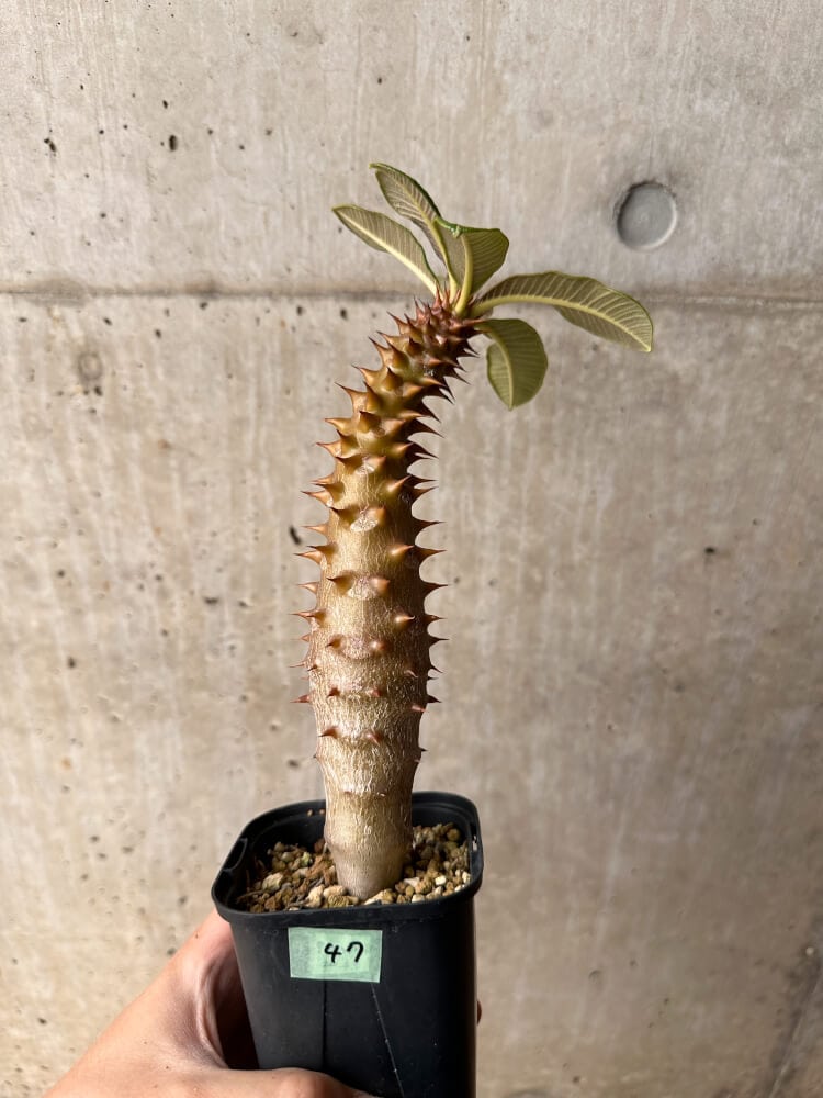 【現品限り】パキポディウム・バロニー 実生【B47】 Pachypodium baronii