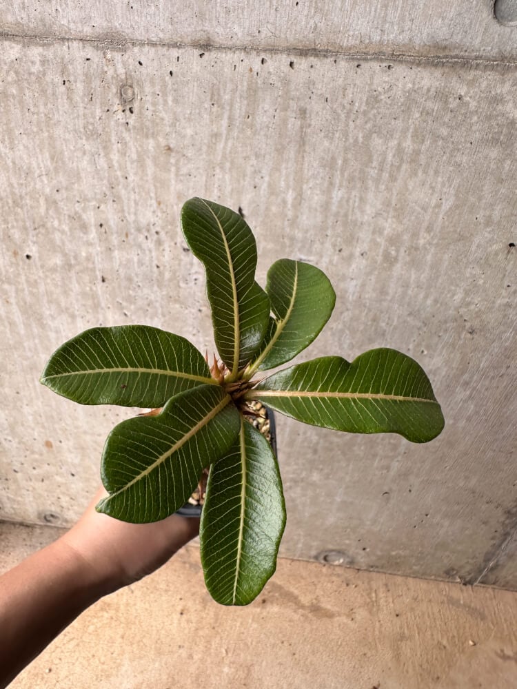 【現品限り】パキポディウム・バロニー 実生【B47】 Pachypodium baronii