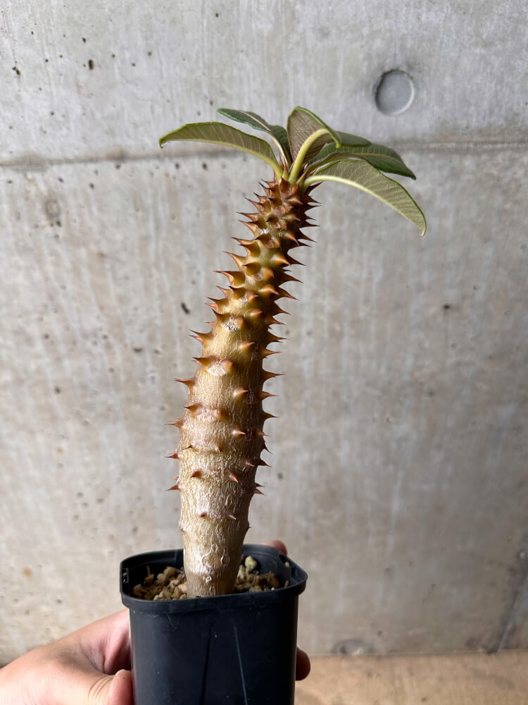 現品限り】パキポディウム・バロニー 実生【B47】 Pachypodium baronii