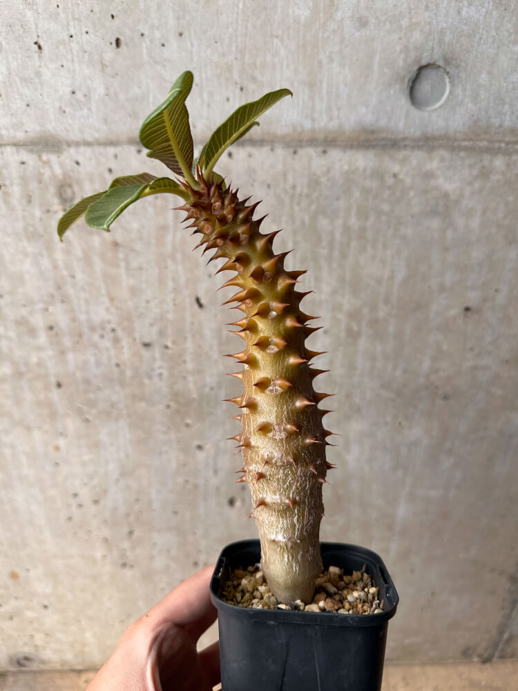 現品限り】パキポディウム・バロニー 実生【B47】 Pachypodium baronii
