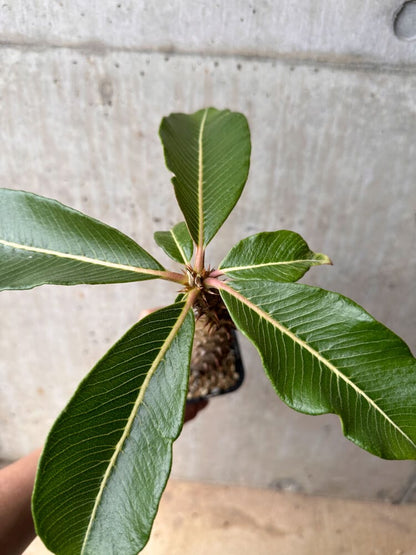 【現品限り】パキポディウム・バロニー 実生【B48】 Pachypodium baronii