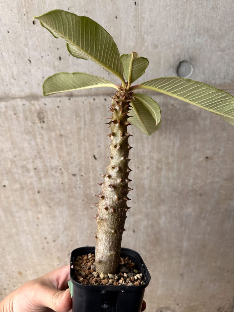 【現品限り】パキポディウム・バロニー 実生【B48】 Pachypodium baronii