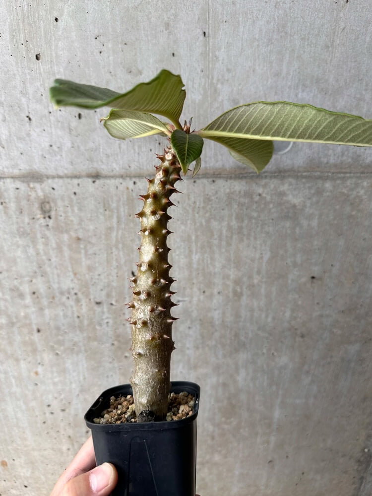 現品限り】パキポディウム・バロニー 実生【B48】 Pachypodium baronii