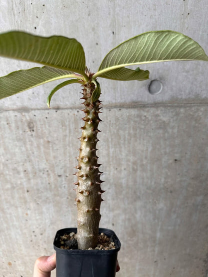 【現品限り】パキポディウム・バロニー 実生【B48】 Pachypodium baronii