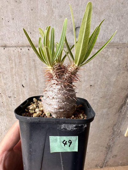 【現品限り】パキポディウム・グラキリス 実生【B49】 Pachypodium gracilius